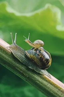 Garden Snail - adult with baby on its back