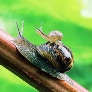 Mollusc Prints: Garden Snail - adult with baby on its back Digital Manipulation: enhanced colour