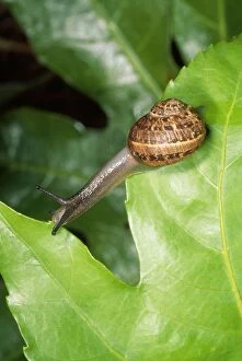 Images Dated 1st October 2012: Garden Snail - crawling over leaves - UK