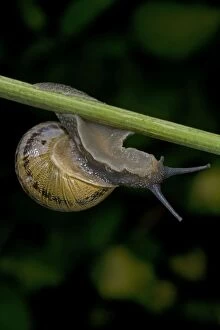 Images Dated 1st July 2007: Garden Snail - England - UK - Native to Mediterranean region of western Europe-northern Africa