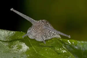 Gastropods Prints: Garden Snail - England - UK - Native to Mediterranean region of western Europe-northern Africa and Great Britain