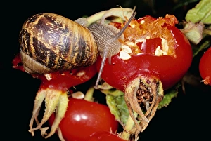 Images Dated 11th November 2010: Garden SNAIL - feeding on Rosehip