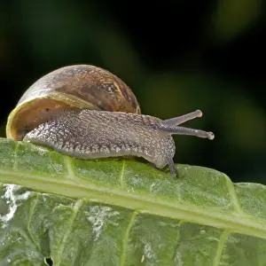 Garden Snail (Helix aspersa) - England - UK - Native to Mediterranean regions of western Europe-northern Africa and Great Britain
