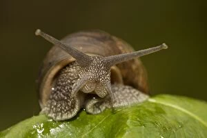 Images Dated 25th June 2007: Garden Snail (Helix aspersa) - England - UK