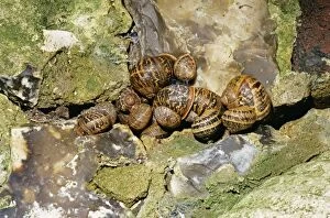 Gastropods Collection: Garden Snail - hibernating group, UK