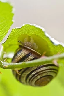 Garden Snail - hidden under a leaf