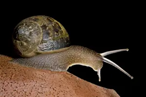 Gastropods Prints: Garden Snail - Italy