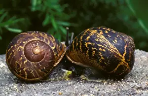 Garden snail - mating, with discarded love darts nearby