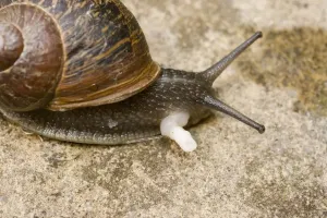 Mollusc Prints: Garden Snail - showing sex organ post copulation - UK