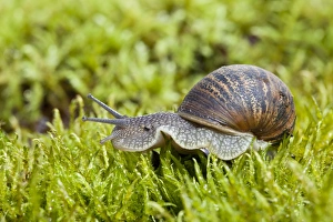 Images Dated 18th September 2010: Garden Snail - single adult crawling across moss