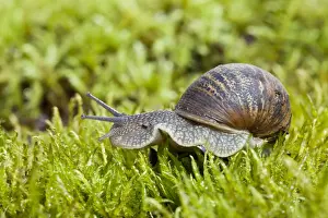 Gastropods Prints: Garden Snail - single adult crawling across moss - Wiltshire - England - UK