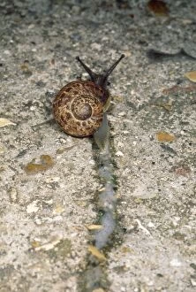 Images Dated 1st October 2012: Garden Snail - Slime trail - UK
