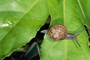 Images Dated 1st October 2012: Garden Snail - Slime trail - UK