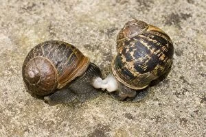 Images Dated 23rd June 2011: Garden Snails - copulation - beginning to part - UK