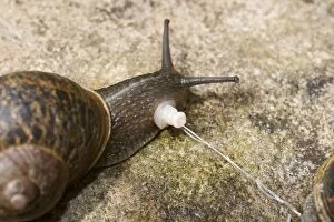 Images Dated 23rd June 2011: Garden Snails - copulation - parted showing penis - UK