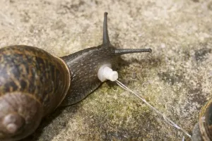 Mollusc Prints: Garden Snails - copulation - parted showing penis - UK