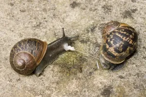 Mollusc Prints: Garden Snails - copulation - parting showing remains of love dart (gypsobelum) - UK