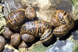 Gastropods Collection: Garden Snails - hibernating group - UK