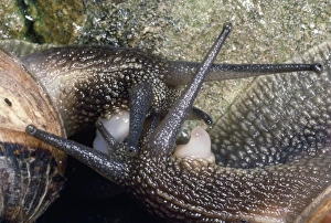 Images Dated 1st October 2012: Garden Snails - mating pair - UK