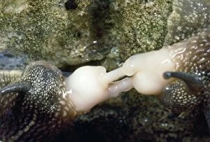 Images Dated 1st October 2012: Garden SnailS - pulling apart after mating - UK