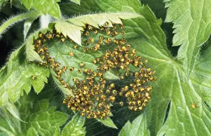 Garden Spider - aggregation of babies UK