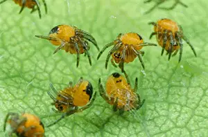 Life Cycles Prints: Garden Spider - babies, UK