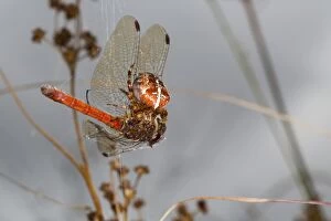 Images Dated 30th September 2012: Garden Spider - with Caught Common Darter Dragonfly
