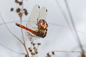 Garden Spider - with Caught Common Darter Dragonfly