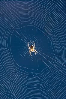 Images Dated 6th July 2007: Garden Spider in center of orb web Norfolk UK