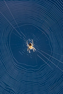 Images Dated 6th July 2007: Garden Spider in center of orb web Norfolk UK