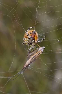 Images Dated 1st September 2013: Garden Spider - with Crane Fly prey in web