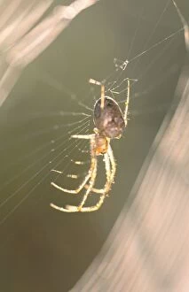 Spiders Collection: Garden Spider In dew covered web at sunrise Norfolk UK