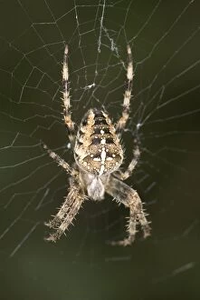 Images Dated 2nd November 2006: Garden Spider Female at centre of Web Norfolk UK