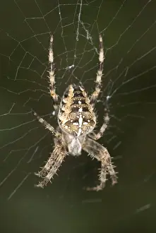 East Anglia Prints: Garden Spider Female at centre of Web Norfolk UK