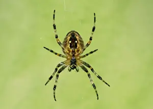 Garden Spider - Female ventral view, with web. UK