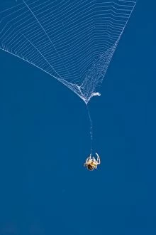Spiders Collection: Garden Spider hanging on thread of broken orb web Norfolk UK