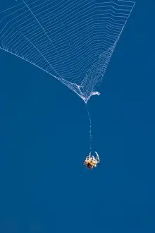 Hanging Prints: Garden Spider hanging on thread of broken orb web Norfolk UK