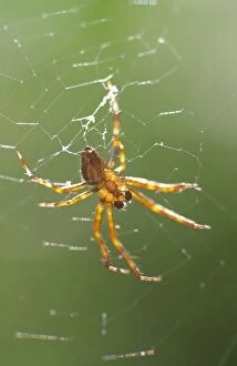 Garden Spider - Male in Web