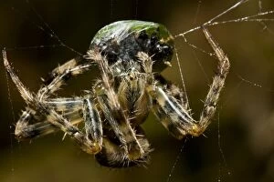 Garden Spider - and Prey