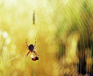 Spider Collection: Garden Spider - With prey in web - Australia JPF01974
