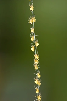 Images Dated 14th June 2005: Garden Spider Spiderlings - Climbing up silk strand Norfolk UK