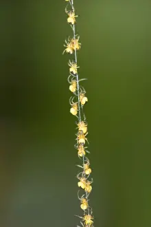 Following Prints: Garden Spider Spiderlings - Climbing up silk strand Norfolk UK