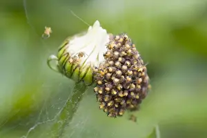 Spiderling Prints: Garden Spider - spiderlings newly hatched on Shasta Daisy flower bud. Norfolk UK