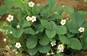 Images Dated 16th February 2007: Garden Strawberry