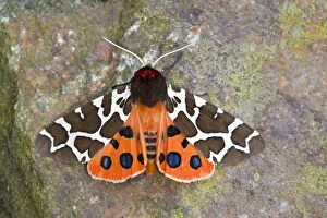 Butterflies And Moths Gallery: Garden Tiger Moth
