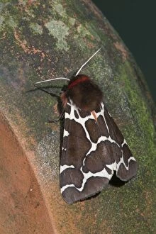 Images Dated 1st July 2006: Garden Tiger Moth