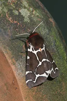 Beasty Prints: Garden Tiger Moth - Cornwall - UK