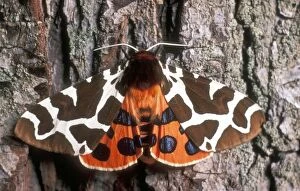 Warning Colouration Gallery: Garden Tiger MOTH - showing markings on wings