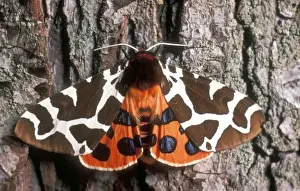 Symmetry Prints: Garden Tiger Moth USH 346 Arctia caja © Duncan Usher / ardea. com