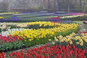Garden of tulips, daffodils, and Grape Hyacinth